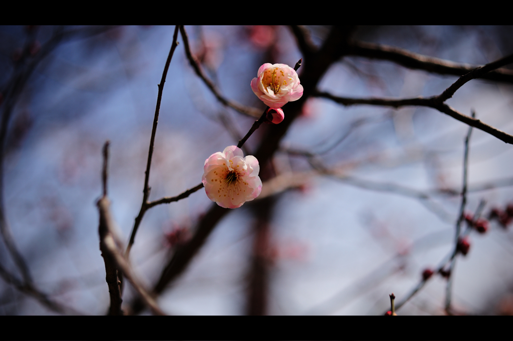早春光