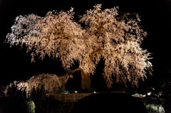 円山公園枝垂れ桜~ライトアップ～