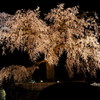 円山公園枝垂れ桜~ライトアップ～