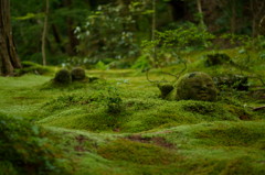 苔のベット