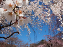 春　色