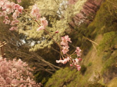 枝 垂 れ