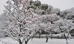 雪の梅林
