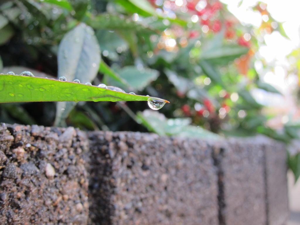 雨上がり