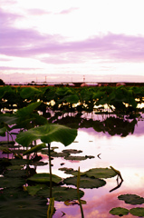 Lotus roots