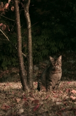 猫