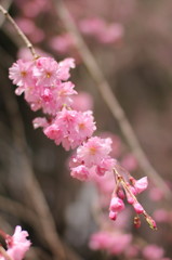 2011 枝垂れ桜