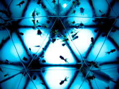 Kaleidoscope