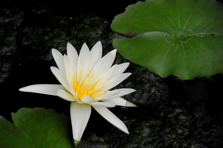 沼に咲く一輪の華
