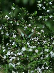 アオスジアゲハの羽ばたき