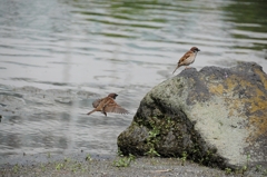 連続シリーズ・スズメが飛び立つまで