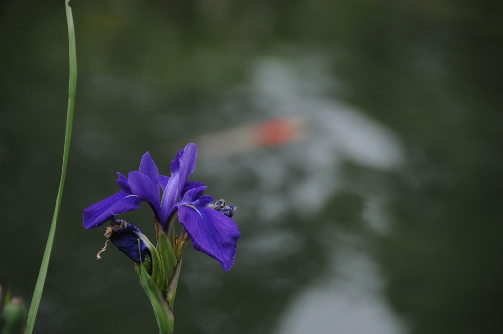 気高きバイオレット