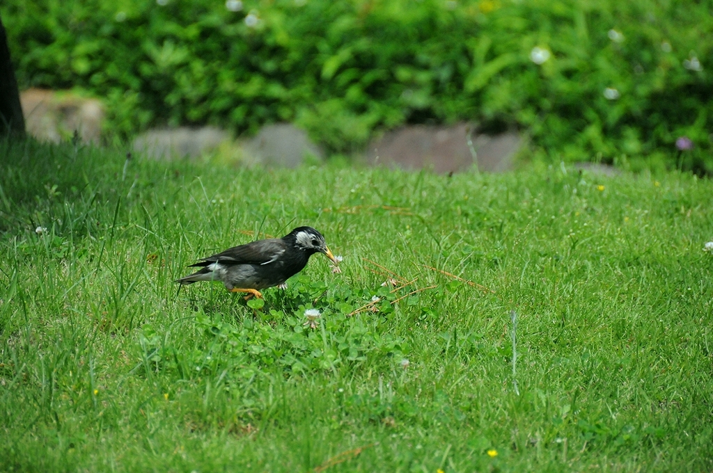 ムクドリの散歩