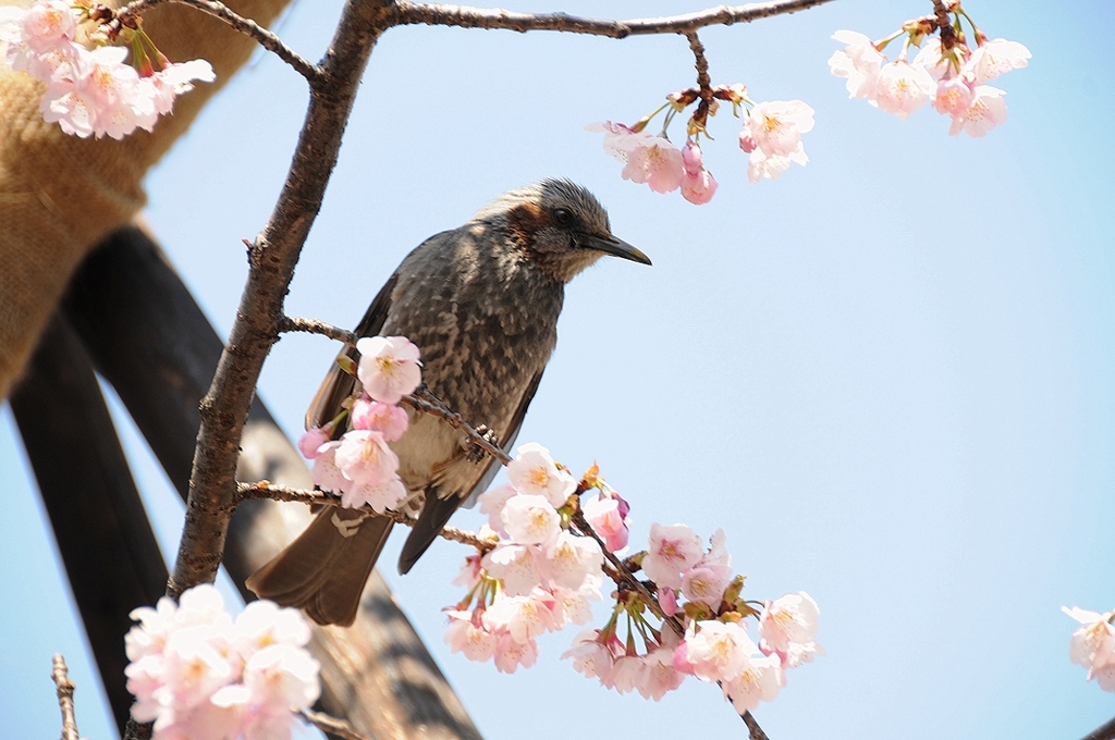 春爛漫