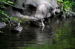 カルガモ夫婦