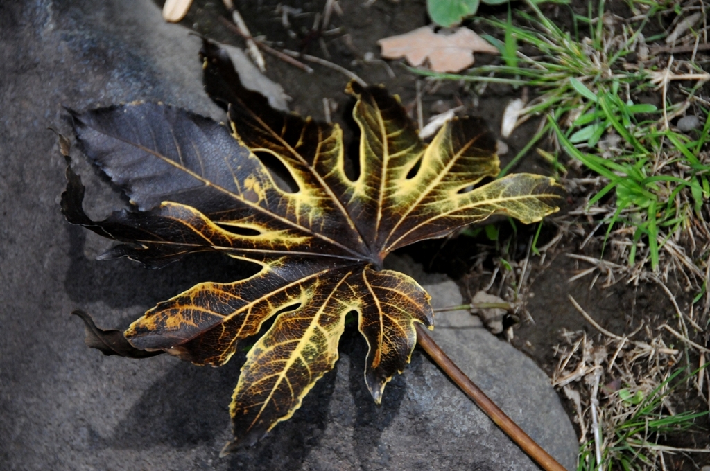 グラデーション