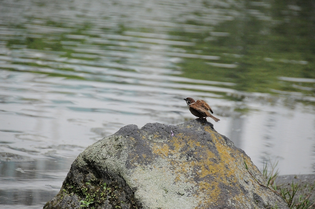 連続シリーズ・スズメが飛び立つまで