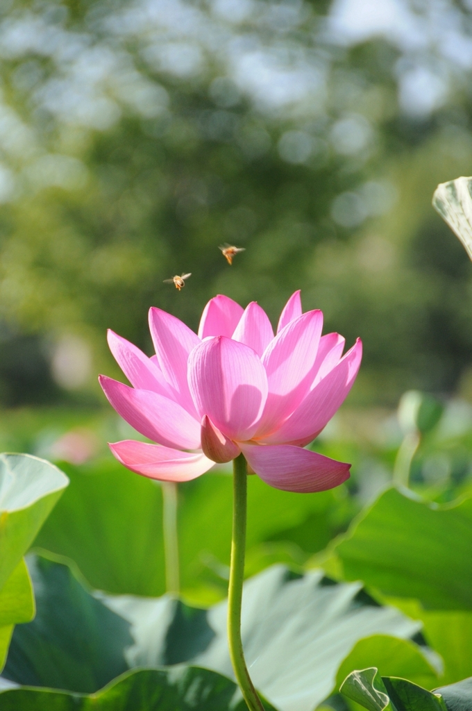 古代蓮の上でデート