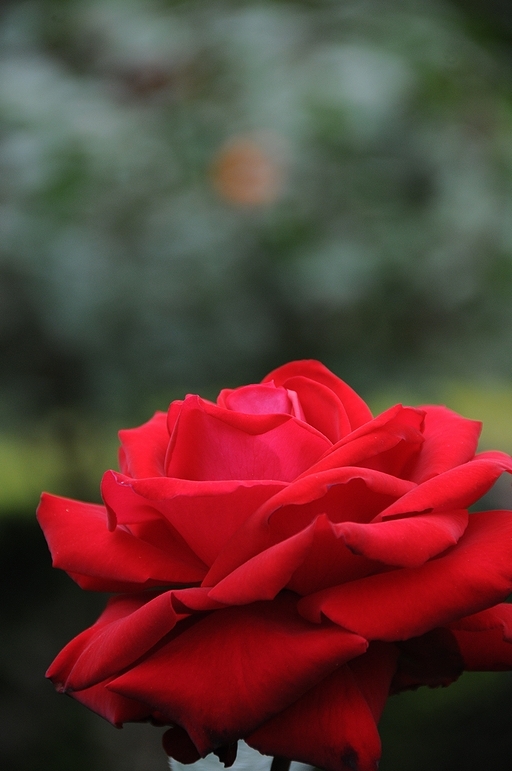 バラの花々