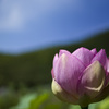 清く正しく美しく