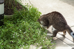 スタンド使い猫