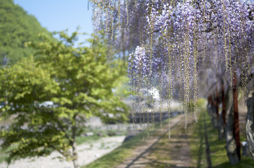 藤公園