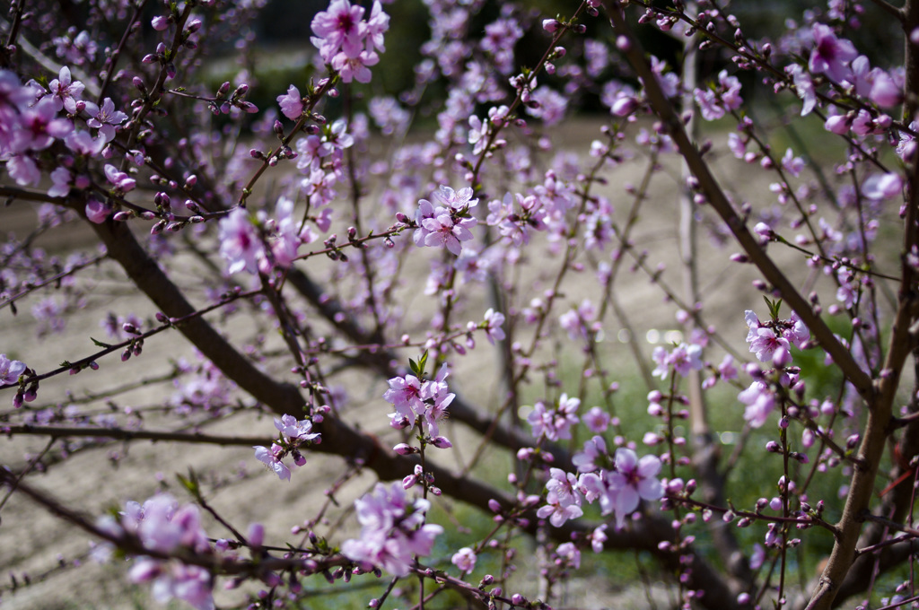 桜花繚乱