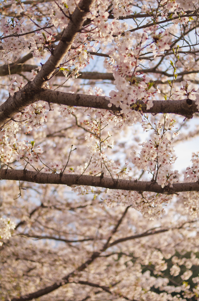 夢見る1歩を彩る桜