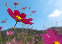 周匝　秋桜祭