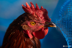 Rhode island red