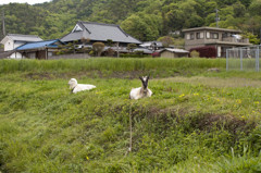 ひつじが1匹、ひつじが2匹、ヤギだし・・・