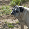 パグ