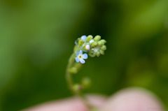 胡瓜草