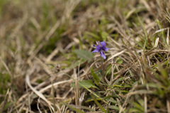 すみれの花咲く頃はじめて君を知りぬ