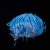 Jelly fish