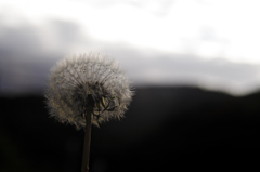 Taraxacum fluff