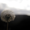 Taraxacum fluff