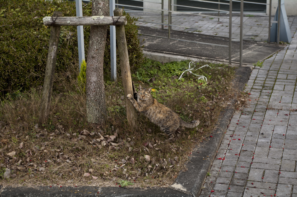 みてんじゃね～ョ