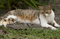 ねこじかん