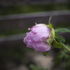 渇ききらぬ雨