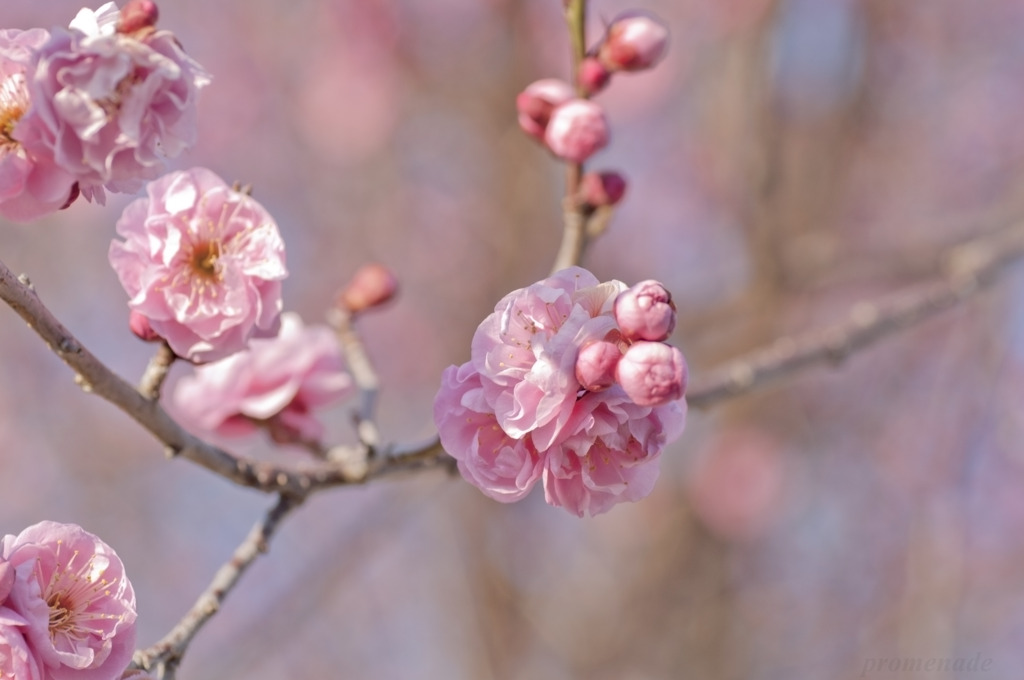 花梅2