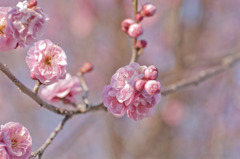花梅2