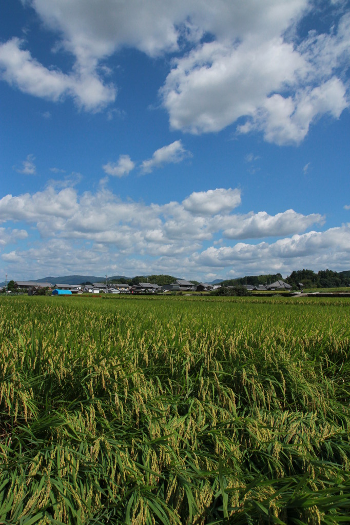 小さな秋を見つけに旦那と遠足④