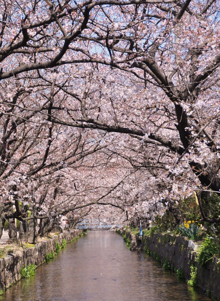 １駅歩いて桜を楽しむ　４