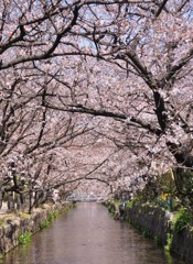 １駅歩いて桜を楽しむ　４