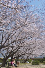 １駅歩いて桜を楽しむ　３