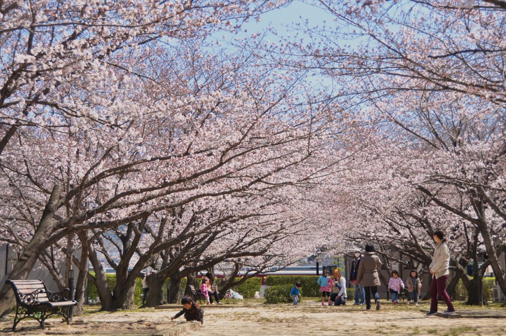 １駅歩いて桜を楽しむ　５
