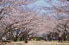 １駅歩いて桜を楽しむ　５