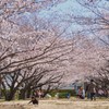 １駅歩いて桜を楽しむ　５