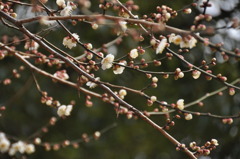 山田池公園　梅